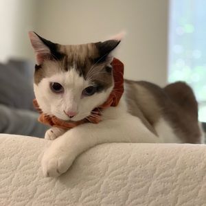 Meet your Posher, Tasneem